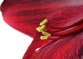 hippeastrum Carmen ® (4)